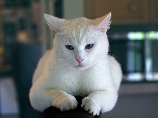 kočka bílá
