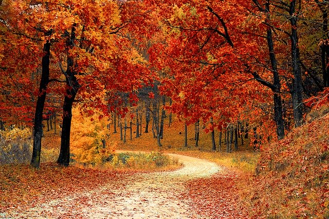 Les na jeseň.jpg
